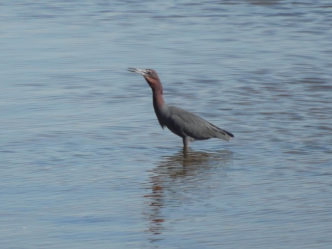 3-12-14 to 3-13-14 Lunch and Harbor Beach 096