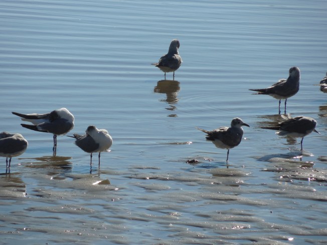 3-12-14 to 3-13-14 Lunch and Harbor Beach 169
