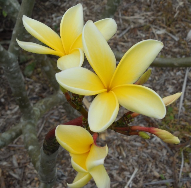 3-23-14 South County Park 396