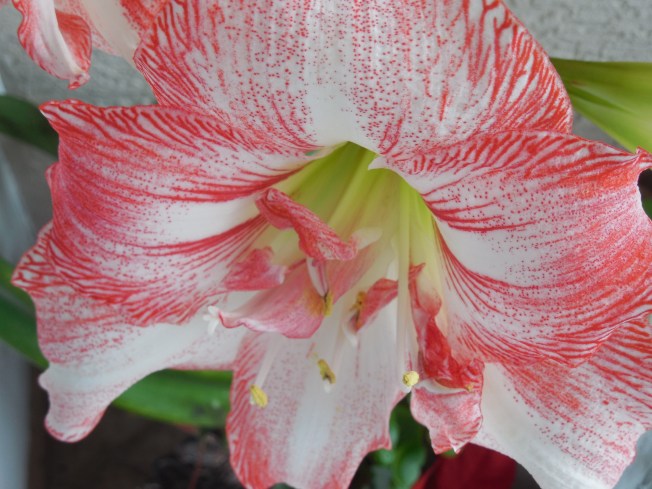 4-14 to 4-15 2014 walk & Character Day 100