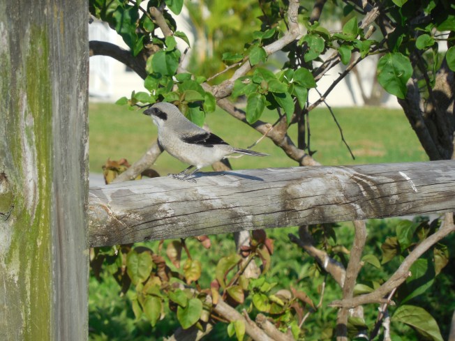 4-27-14 Walk-Palms Nursing Home!! 011
