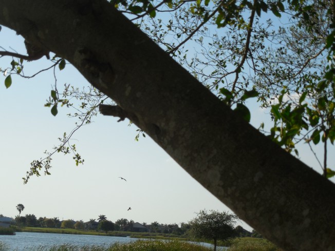 4-27-14 Walk-Palms Nursing Home!! 037