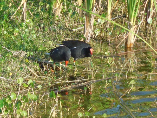 4-27-14 Walk-Palms Nursing Home!! 116