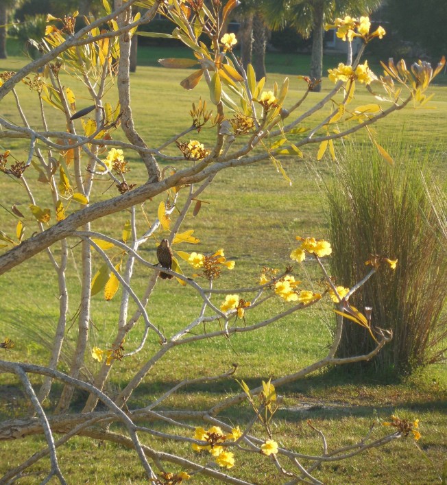 4-27-14 Walk-Palms Nursing Home!! 165