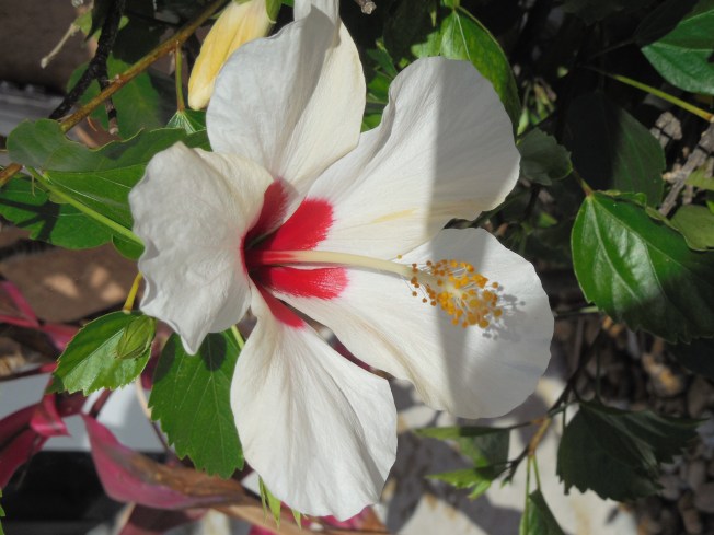 4-4-14 Walk-Gift 051