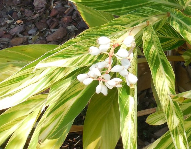 5-23-14 Talent show 002