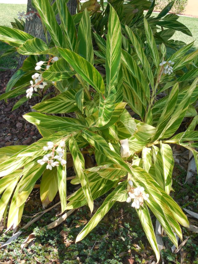 5-23-14 Talent show 002