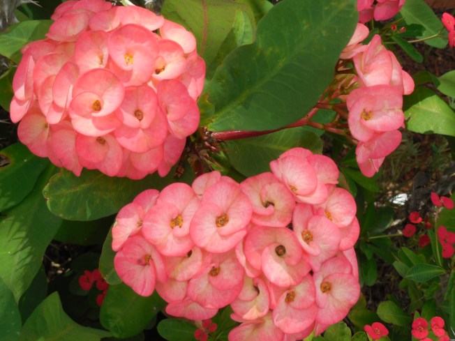 4-11-14 Mother's Day! 267