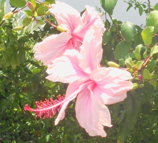 5-25-14 CLC & Panera with Vicky 006