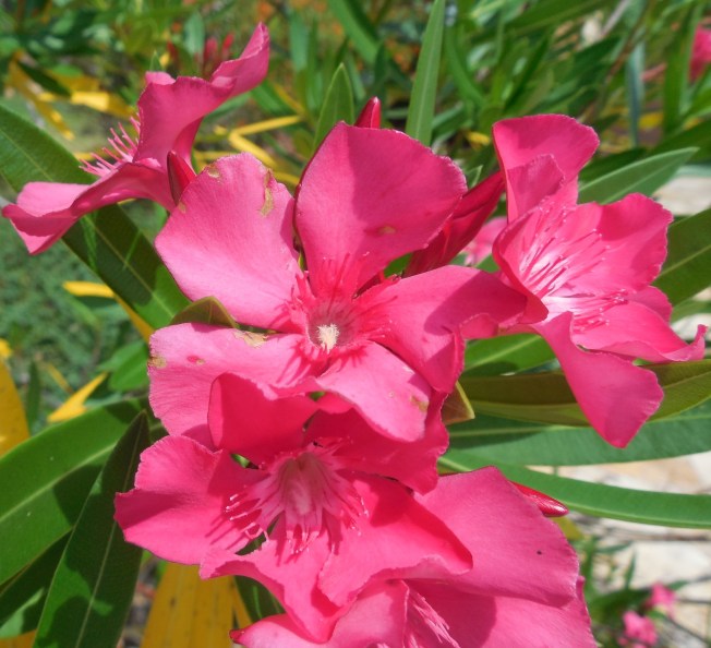 5-26-14 Memorial Day-Outback 025