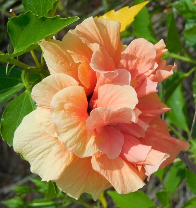 5-26-14 Memorial Day-Outback 036