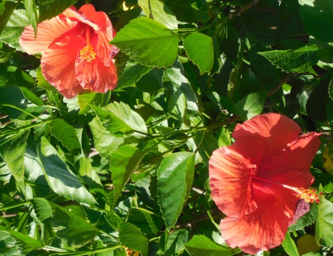 6-22-14 Golf Course 028