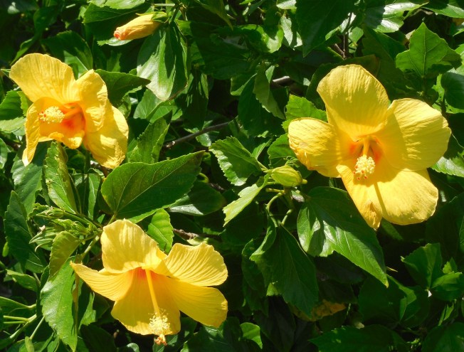 6-22-14 Golf Course 057