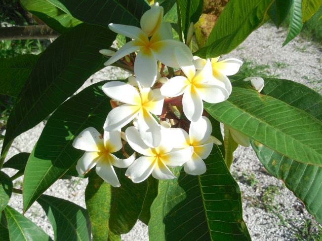 6-22-14 Golf Course 058