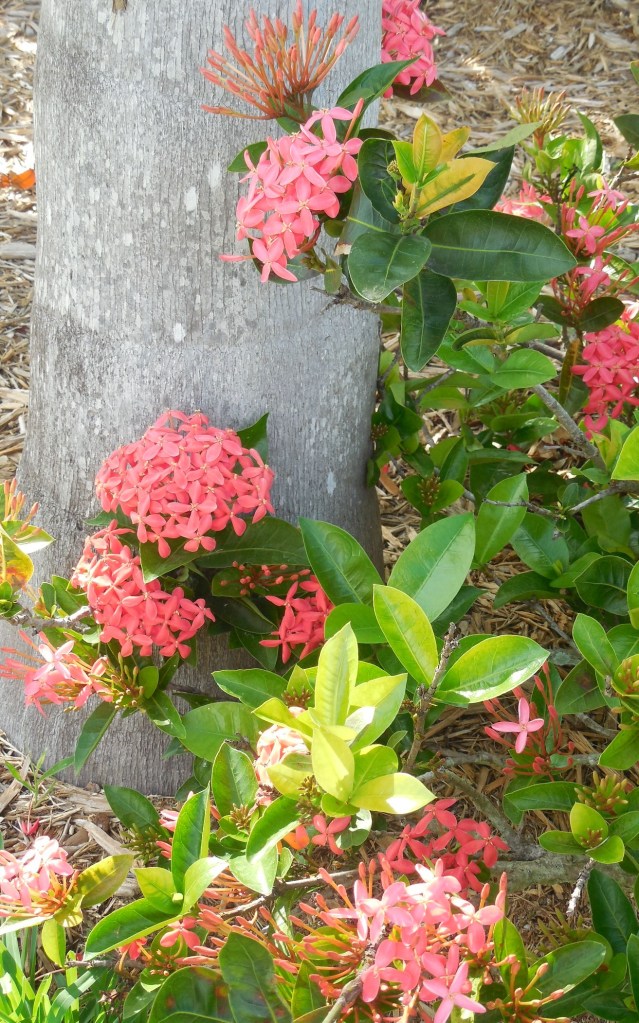 6-26-14-Lunch Bunch-Funeral 020