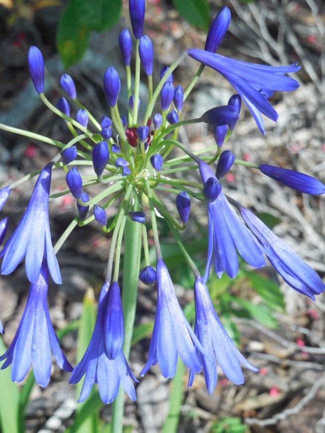 6-26-14-Lunch Bunch-Funeral 023