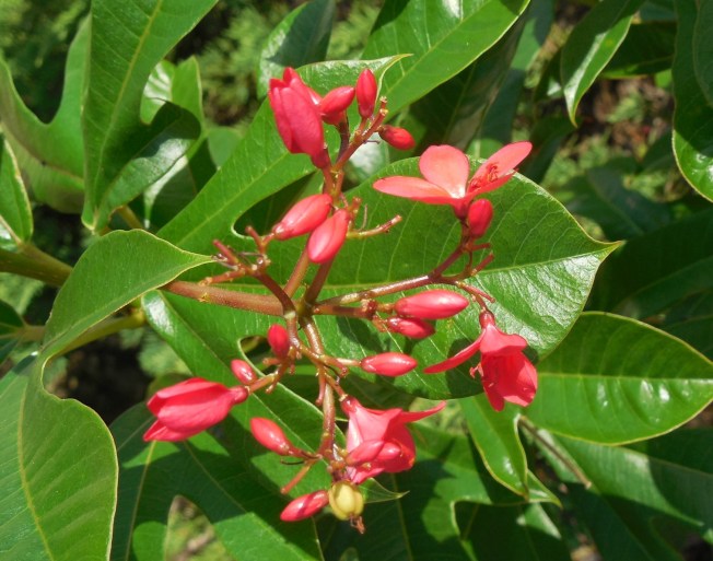 6-26-14-Lunch Bunch-Funeral 025