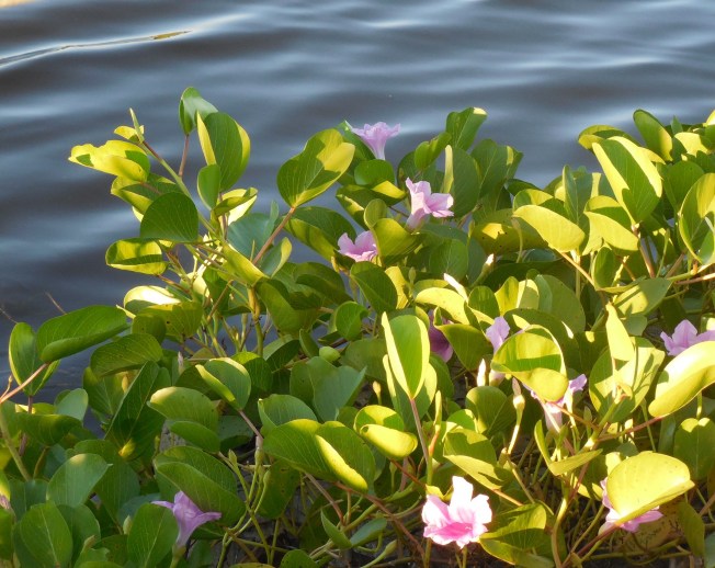 10-5-14 Prime Serious Steak 052