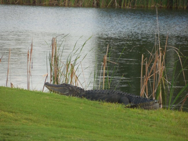 9-21-golf course-alligator 095