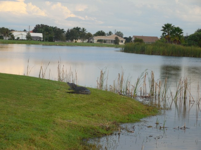 9-21-golf course-alligator 102