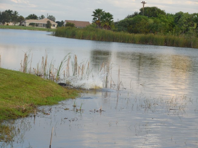 9-21-golf course-alligator 103